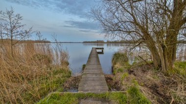 Ortaya çıkan yeşil bitkiler, erken Bahar yatay