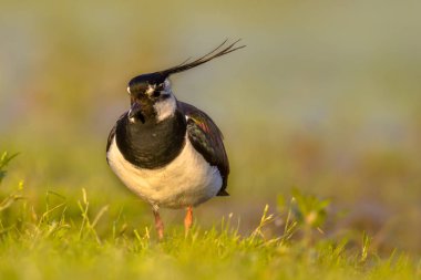 Sıcak sarı renklerle otlak habitat içinde Kuzey kız kuşu