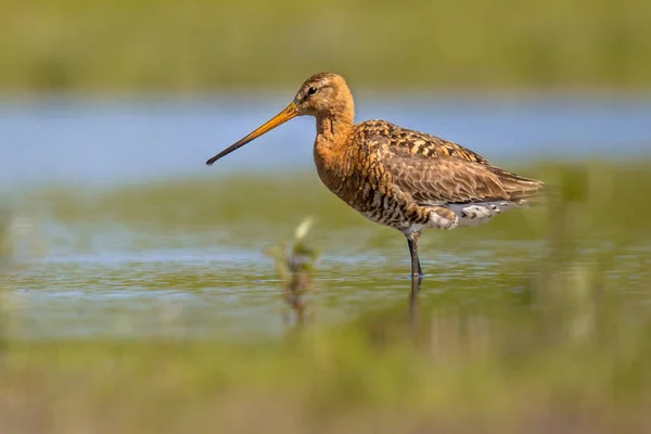 Black-tailed Godwit wader bird standing in water