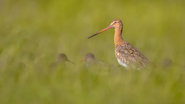 Küçük Redshank wader kuşlar ile siyah-kuyruk çulluğu — Stok fotoğraf