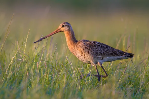 Uferschnepfe Watvogel wandert im Grasland — Stockfoto