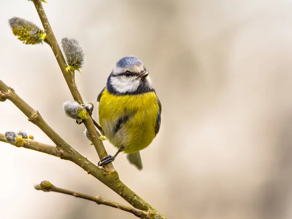 Blaumeise auf Weidenzweig — Stockfoto