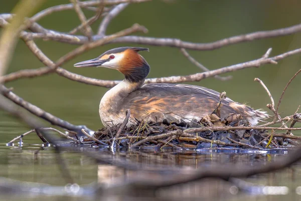 Allevamento Grande Grebe crestato — Foto Stock