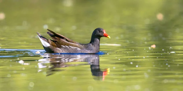 Common moorhen bird swimming in water — Stock Photo, Image