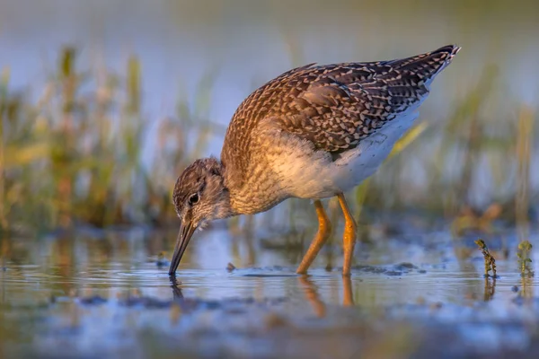 Bécasseau commun pendant la migration en mer des Wadden néerlandaise — Photo