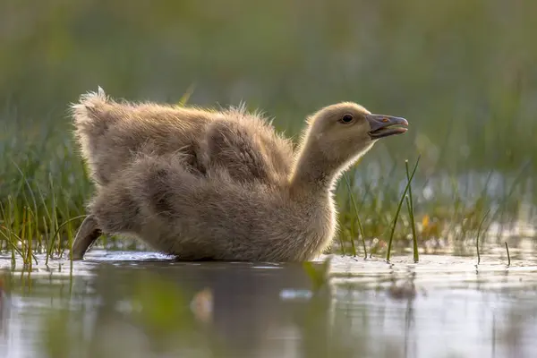 Grågås goose chick in kallt vatten — Stockfoto