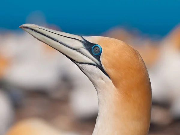 Head of gannet looking up in colony new zealand — Stock Photo, Image