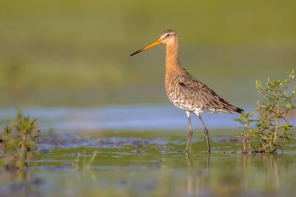 Görkemli yürüyüş loo görkemli siyah-kuyruk çulluğu wader kuş — Stok fotoğraf