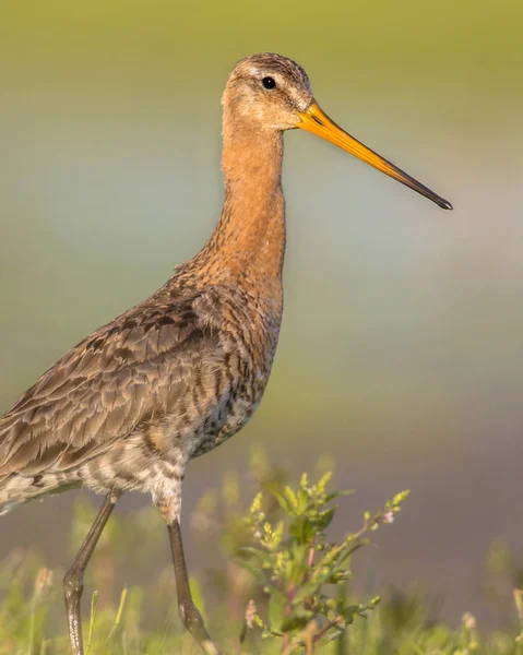 Majestic Black-tailed Godwit wader bird looking in the camera — Stock Photo, Image