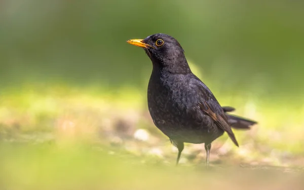 Manliga Blackbird i grön bakgård — Stockfoto