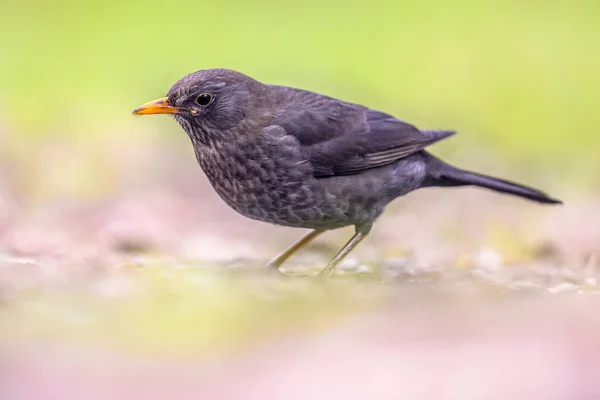 Blackbird macho sobre fondo brillante —  Fotos de Stock