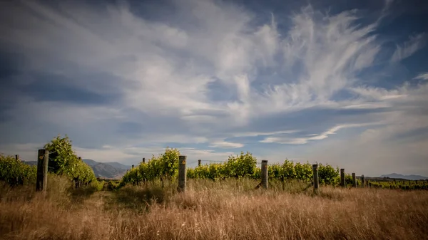 Органические виноградники под драматическим небом — стоковое фото