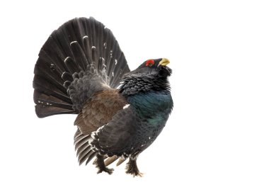 Western capercaillie wood grouse on white background clipart