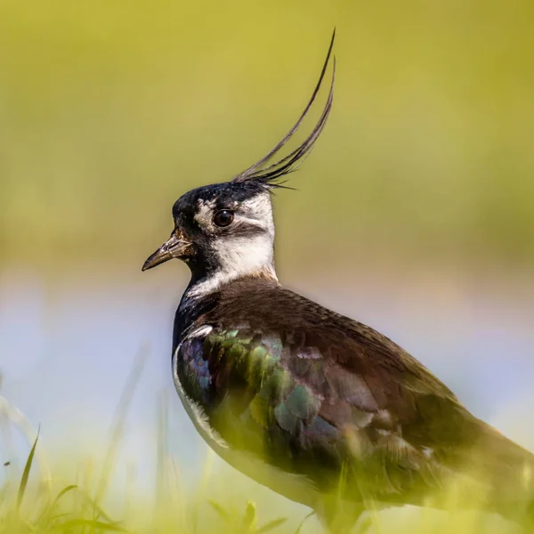 Otlak habitat içinde Kuzey kız kuşu portresi — Stok fotoğraf