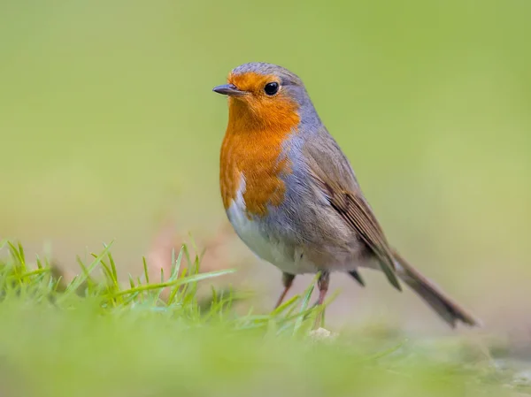 Robin con fondo verde brillante — Foto de Stock