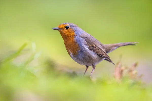 Robin w podwórku trawy — Zdjęcie stockowe