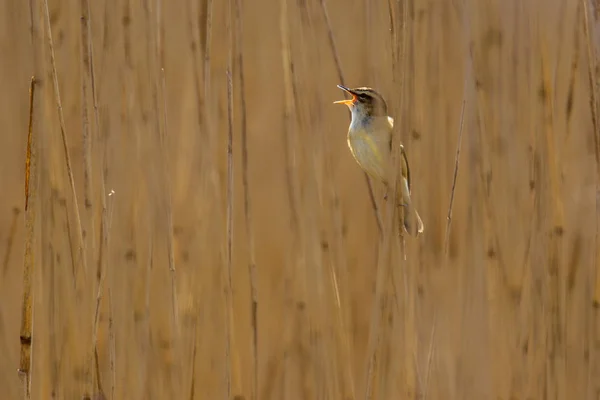 Singing Sedge Warbler fond roseau — Photo