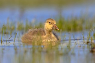 Boz kaz civciv suda yüzmek