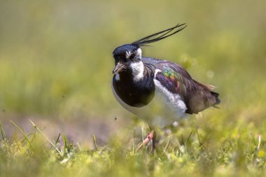 Otlak habitat içinde Kuzey kız kuşu