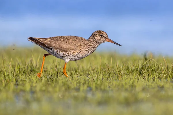 Ortak redshank çalışan throughr çimen — Stok fotoğraf