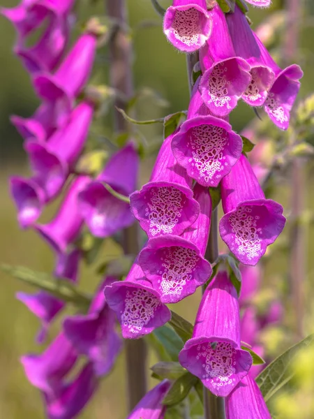 Gros plan des fleurs du gant de renard commun — Photo