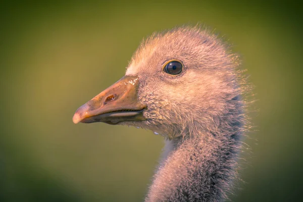 Oiseau mignon Head of Greylag poussin d'oie dans des couleurs vintage — Photo