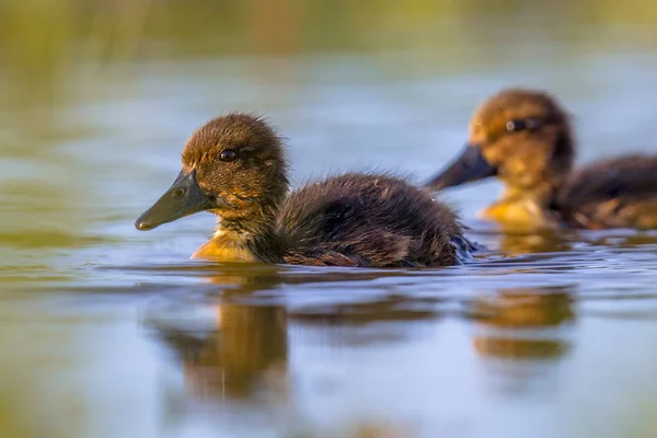 水泳と見てみるとビックリ カメラのかわいいアヒルの子 — ストック写真