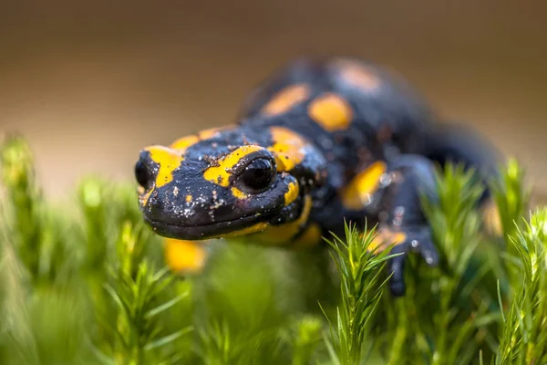 Salamandra de fuego sobre musgo —  Fotos de Stock