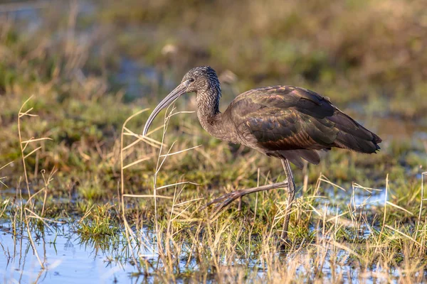 Glossy ibis (Plegadis falcinellus) looking for food — Stock Photo, Image