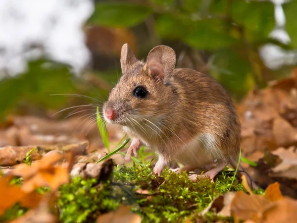 Żółty szyjką myszy w lesie — Zdjęcie stockowe