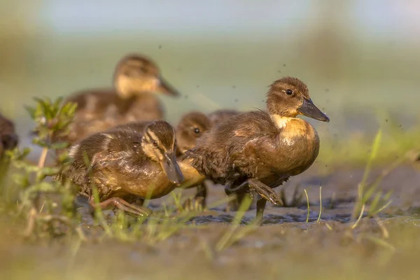 Entlein läuft durch Gras — Stockfoto