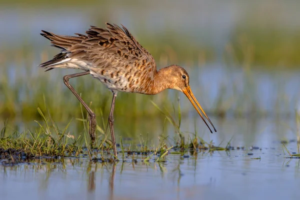 Moving Black Tailed Godwit in wetland — стоковое фото
