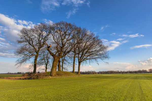 Oude bomen op een grafheuvel of graf heuvel — Stockfoto