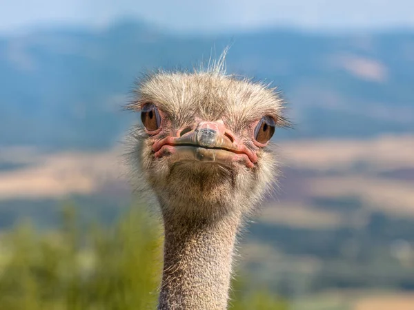 Potrait pštros — Stock fotografie