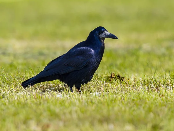 Rook v louky a pastviny — Stock fotografie