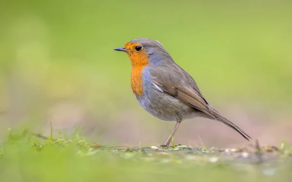 Robin profile on bright green background — Stock Photo, Image