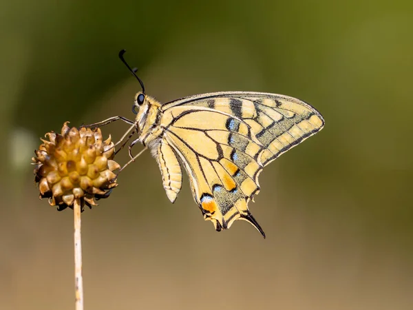 Swallowtail reposant dans la lumière du matin — Photo