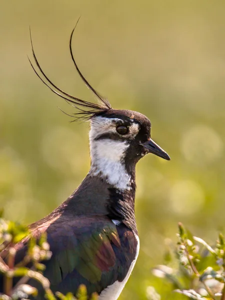 Retrato vertical de lapwing norte con fondo verde brillante — Foto de Stock