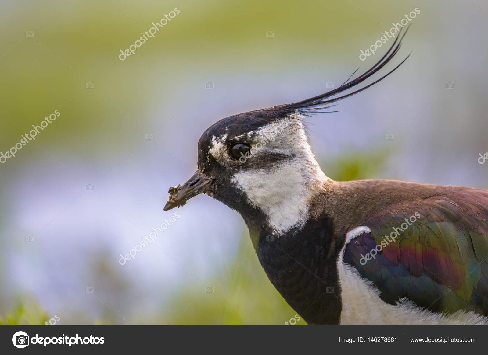 Portrait De Sideview De Vanneau Huppé Avec Aile Détaillée De