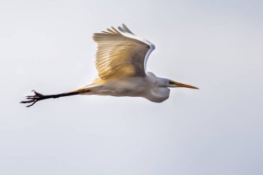 Uçan büyük veya ortak ak balıkçıl