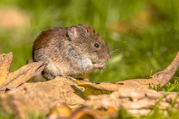 葉の間に隠れている銀行 vole — ストック写真