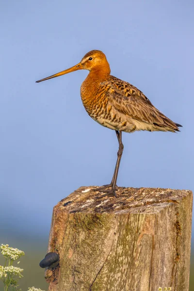 게시물에 Godwit 괭 — 스톡 사진