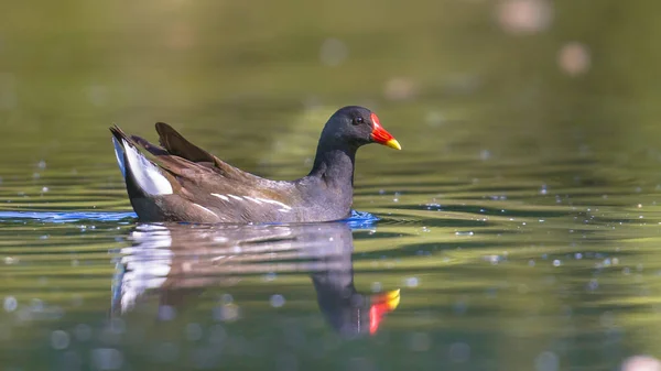 Moorhen común nadando en estanque —  Fotos de Stock