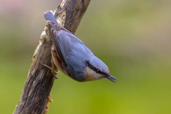 Sırt üstü görülen Bayağı sıvacı kuşu — Stok fotoğraf