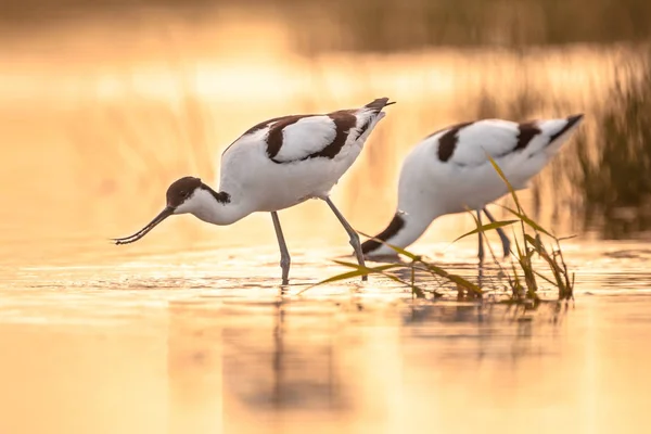 Foraging pied avocets — Stock Photo, Image