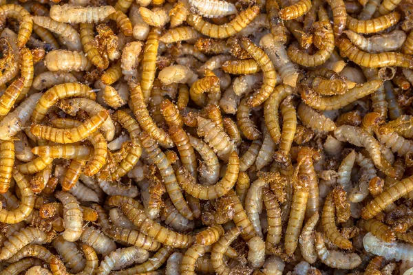 Living mealworm larvae background — Stock Photo, Image