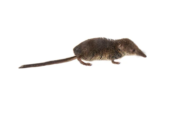 Beyaz arka plan üzerinde sivri faresi — Stok fotoğraf