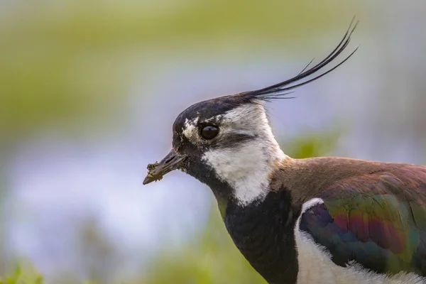 Retrato lateral de lapwing norte con ala detallada de plumas — Foto de Stock