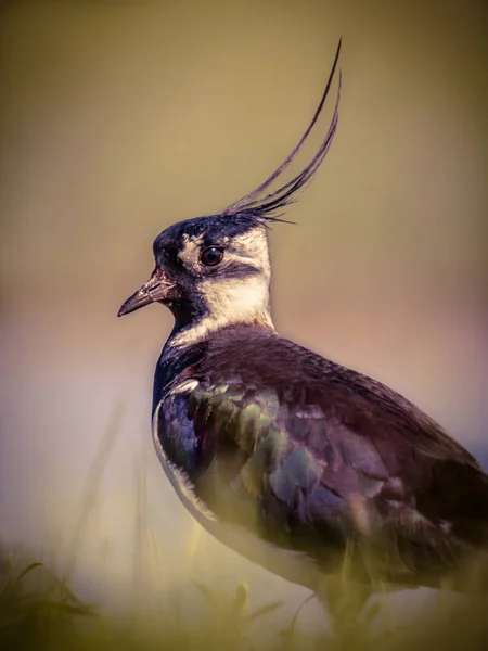 Dikey içinde otlak habitat VI Kuzey kız kuşu portresi — Stok fotoğraf