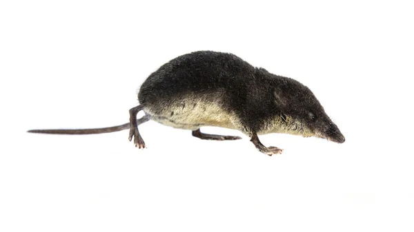 Water shrew on white background — Stock Photo, Image